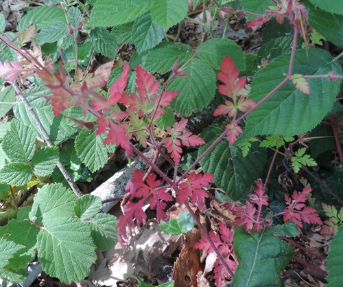 Piantina rossa - Geranium robertianum